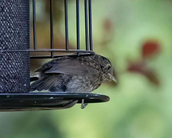 Gros Plan Oiseau Moineau Perché Sur Une Mangeoire — Photo