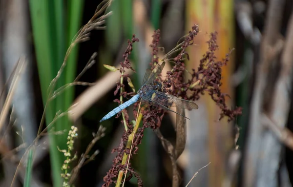 Close Shot Blue Dragonfly Sitting Plant Blurry Background — Stock Photo, Image