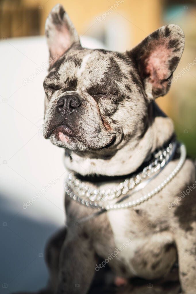 A vertical shot of an adorable French bulldog sitting on a chair outside on a sunny day