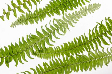 Beyaz arka planda yeşil yapraklı eğreltiotu dallarına yakın çekim