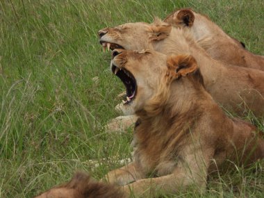 Yeşil çim tarlasında yatan kükreyen aslanların yakın plan çekimi.