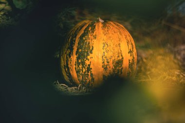 Bulanık arkaplanda turuncu bir balkabağının yakın plan fotoğrafı.