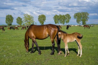 Yeşil bir çayırda otlayan atlarla dolu bir yaz manzarası.