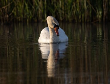 Gölde yüzen zarif bir kuğunun seçici odak noktası.