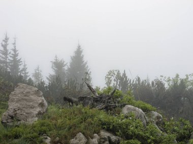 Slovenya 'nın Velika Planina kentindeki sisli bir günde, yeşil, cennet gibi bir tepede büyük bir taş..