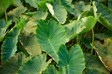 Yeşil taro tropikal bitkisinin kırsal alandaki manzarası