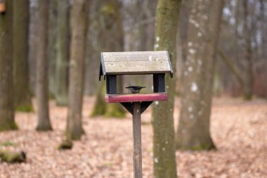 A great tit (Parus major) on a birdhouse in a forest