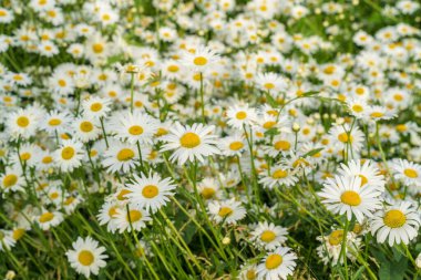 Papatyalarla büyüleyici bir manzara.