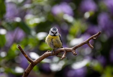 A selective focus shot of a beautiful blue tit perched on a branch in the garden