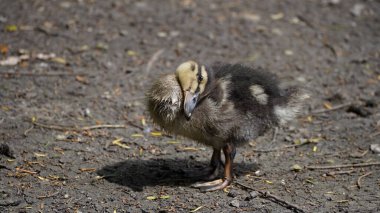 Gündüz vakti kameraya poz veren şirin bir ördek yavrusunun yakın çekimi..