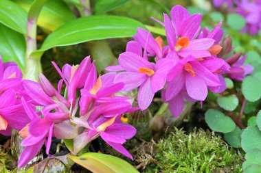 Dendrobium Hibiki, gösterişli, kokulu, balmumu, mor-pembe çiçekleri ve parlak yeşil, derimsi yaprakları olan küçük, epifitik bir orkide türüdür..