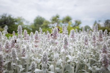 Lamb 'in Kulak çiçekleriyle beslenen bir arının sığ odak noktası (Stachys byzantina)