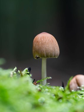 Yalnız bir Coprinellus mantarı.