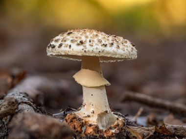 Şafak vakti sahte ölüm şapkası (Amanita citrina)