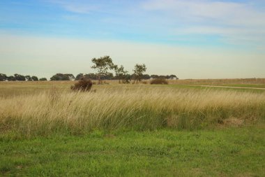Kırsal kesimde uzun otlar ve tarlalar