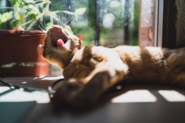 Pencerenin kenarında esneyen sevimli bir kedi yavrusunun yakın çekimi.