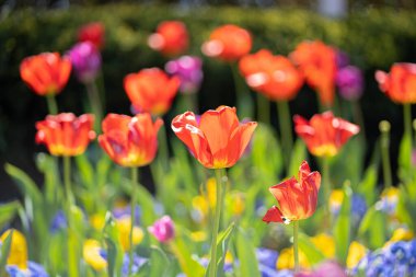 Bir tarlada açan kırmızı renkli lalelerin yakın plan çekimi.