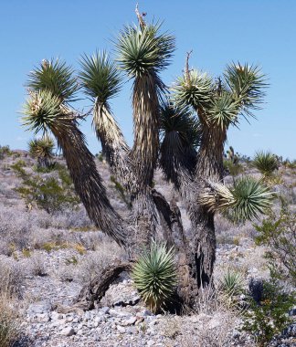 Kuru ve kurak bölgede büyüyen Joshua ağacının (Yucca brevifolia) dikey bir görüntüsü