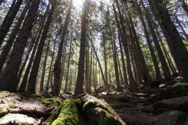 Güzel ormandaki yosunlarla kaplı taşlarla kaplı toprak.