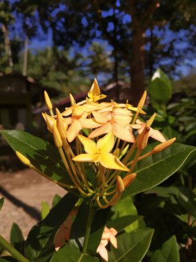 Güzel bir sarı orman sardunyası.