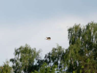 Arka planda ağaçlar ve gökyüzüyle uçan bir bataklık gemisi.