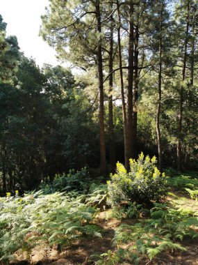 İspanya, La Palma Adası 'ndaki güzel ağaçların dikey görüntüsü.