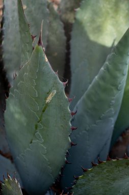 Agave Maximiliana fabrikası, San Gregorio, Mixtlan, Jalisco 'da raicilla, alkollü içecek üretmek için.