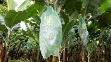 Muz ağacında yetişen plastik poşetlerle korunan güzel yeşil muzlar.