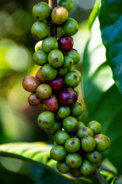 Kahve ağacındaki kahve çekirdeklerini yakından çek.