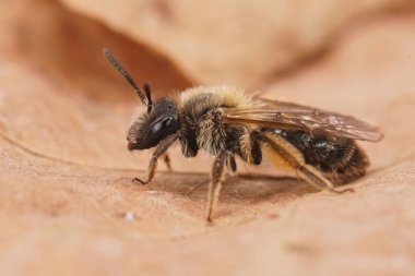 Nadir bulunan hendeğe yaklaşan maden arısı Andrena Angustior tarlada kurumuş bir yaprağın üzerinde oturuyor.
