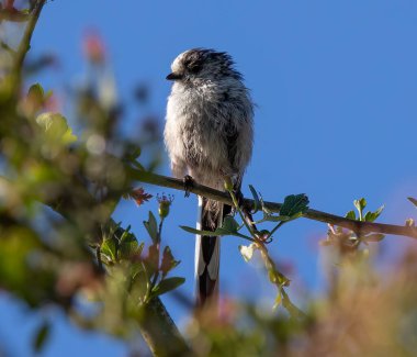 A selective focus shot of a long-tailed tit bird perched on a branch