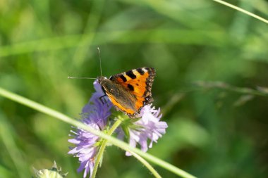 Bahçedeki bir Thistle 'ın üzerinde oturan güzel, küçük bir kaplumbağa kabuğunun yakın çekimi.