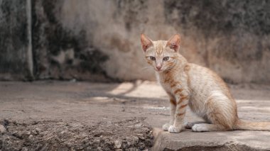 Yerde oturan kızıl bir kedi yavrusunun yakın çekimi.