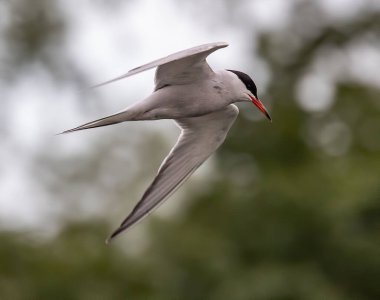 Uçuşta seçici bir arktik deniz feneri (sterna paradisaea) odak noktası