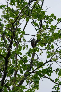 Ağaçta tünemiş benekli ağaçkakan kuşunun dikey yakın çekimi.