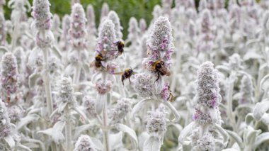 Buckinghamshire, İngiltere 'de Lamb' in Kulak Çiçekleri (Stachys byzantina) ile beslenen arıların makro görüntüsü.