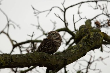 Küçük bir baykuş, Athene Noctua, açık gökyüzü olan bir sonbahar dalına tünemişti.
