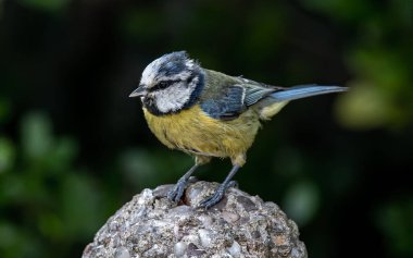 A closeup shot of a Eurasian blue tit on the blurry background