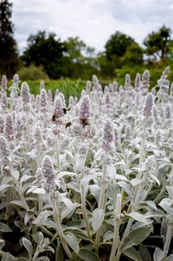 Lamb 'in Kulak Çiçekleri (Stachys byzantina) ile beslenen bir arının dikey yüzeysel odak çekimi)