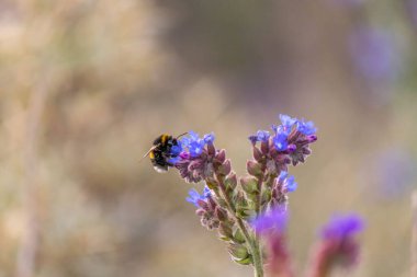 Kabarık kuyruklu bir yaban arısı bulanık bir arkaplanda mor bir kır çiçeğinden nektar toplar.