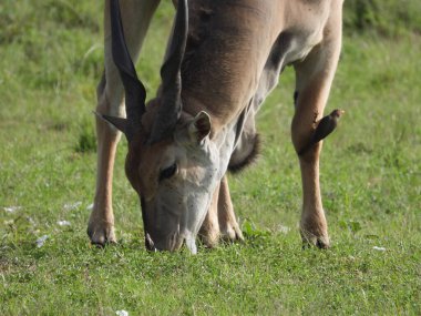 Kenya, Doğu Afrika 'daki Maasai Mara Ulusal Parkı' nda otlayan sıradan bir antilobun yakın çekimi.