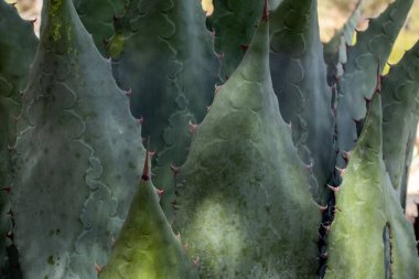 Maximilian Agave fabrikasının Jalisco 'daki alkolik Raicilla' ya yaptığı yakın çekim.