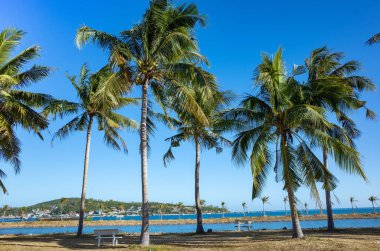 Güzel denizin yakınındaki palmiye ağaçlarının alçak açılı görüntüsü.