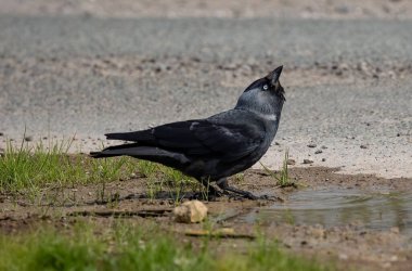 Küçük bir su birikintisinin yanında duran sevimli bir batılı karga.