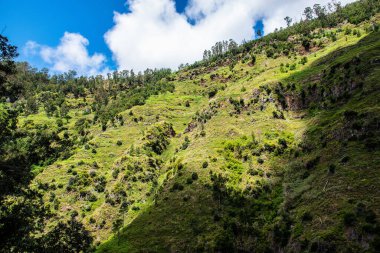 Açık bir gökyüzünün altında doğal bir orman ve dağ manzarası.