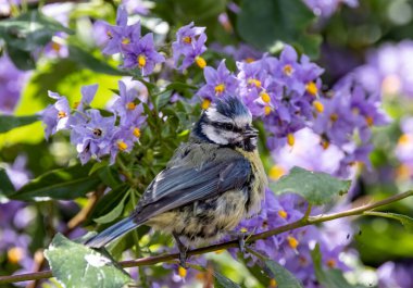 A closeup shot of a Eurasian blue tit on the branch of a tree