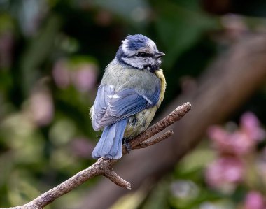 A closeup shot of a Eurasian blue tit bird perched on a tree branch