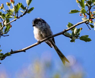 A selective focus shot of a long-tailed tit bird perched on a branch