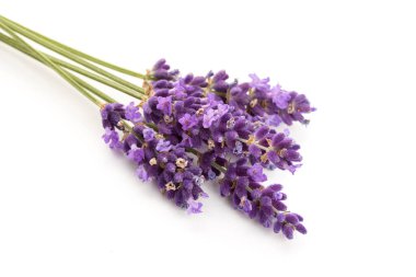 Taze lavanta çiçekleri beyaz arka planda izole edildi. Lavandula Angustifolia