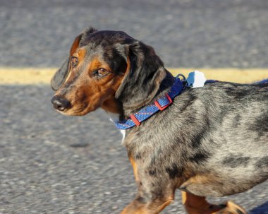 Gün boyunca dışarıda gezinen bir Catahoula Leopar Köpeğinin güzel bir fotoğrafı.